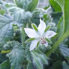 White Borage Plant with Green Foliage