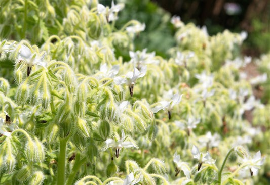 Graines de bourrache officinale à planter – Semences potagères anciennes sans OGM