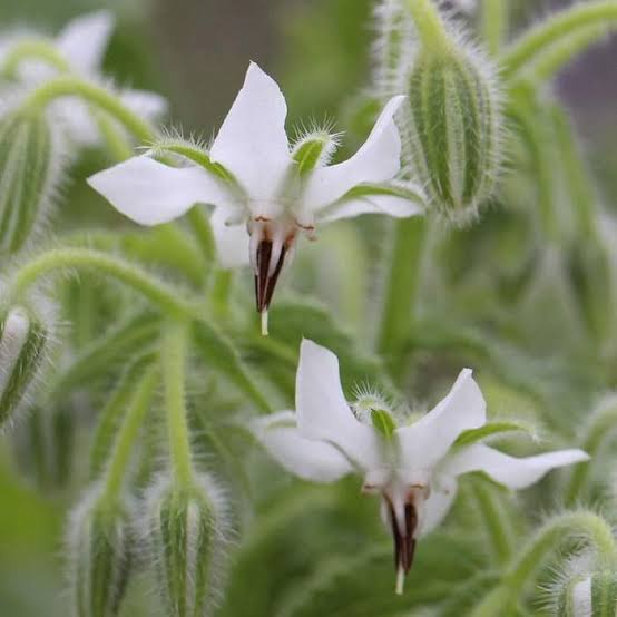 White Borage Flower Seeds for Planting
