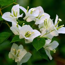 White Bougainvillea Growing in Patio Container
