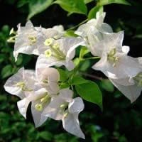 White Bougainvillea Growing in Patio Container