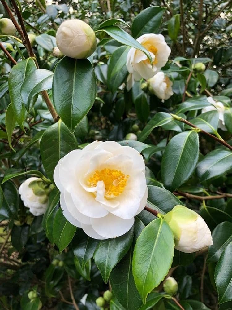 White Camellia Flower Seeds for Planting with elegant white camellia blooms