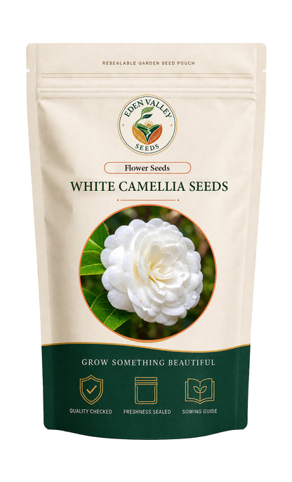 White Camellia Flower Seeds for Planting with elegant white blooms for home gardens