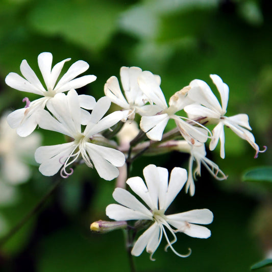 White Catchfly flower seeds