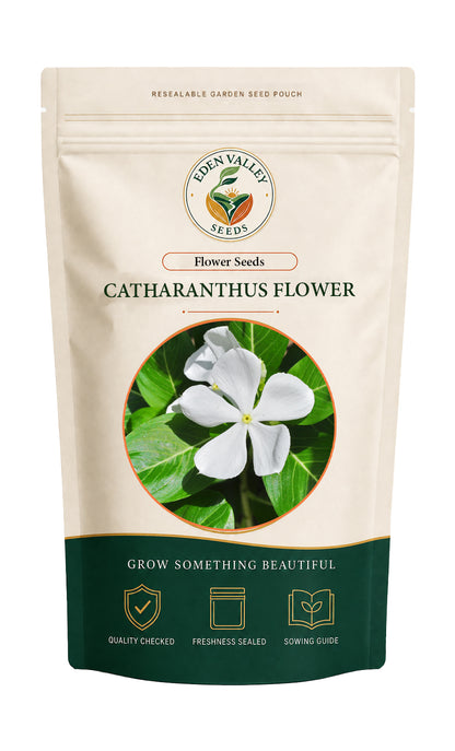 White Catharanthus flowers blooming in a garden