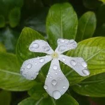 White Vinca Flowers Growing in Cottage Garden