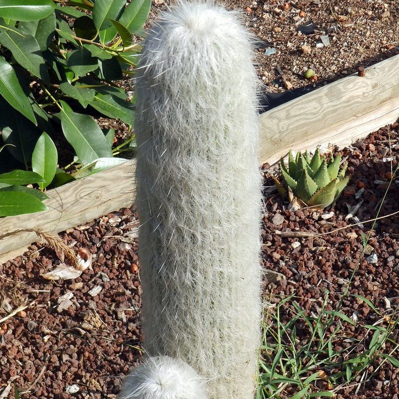 White Cephalocereus flower seeds