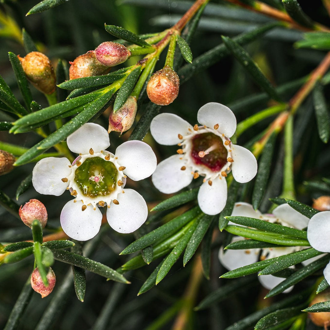 White Chamelaucium flower seeds