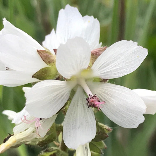 White Checkermallow flower seeds