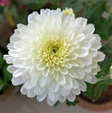 Fresh White Chrysanthemum Cut Flowers in Vase