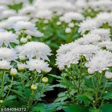 Fresh White Chrysanthemum Cut Flowers in Vase