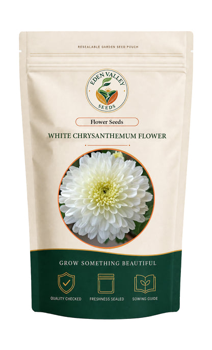 White Chrysanthemum Flower Seeds for home gardens