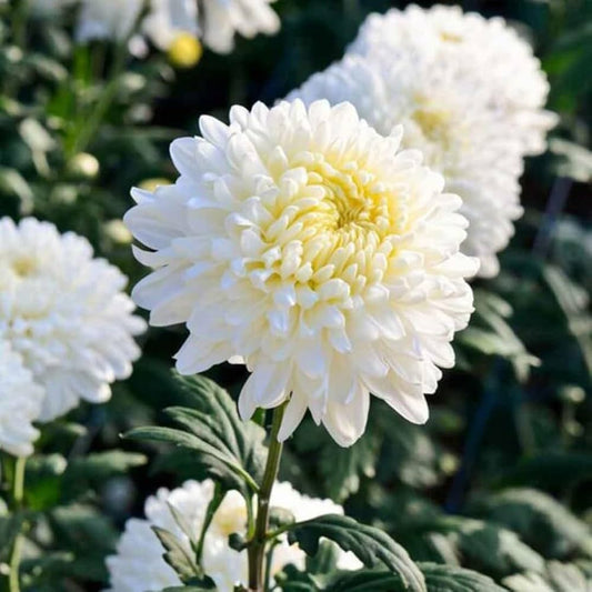 Fresh White Chrysanthemum Cut Flowers in Vase