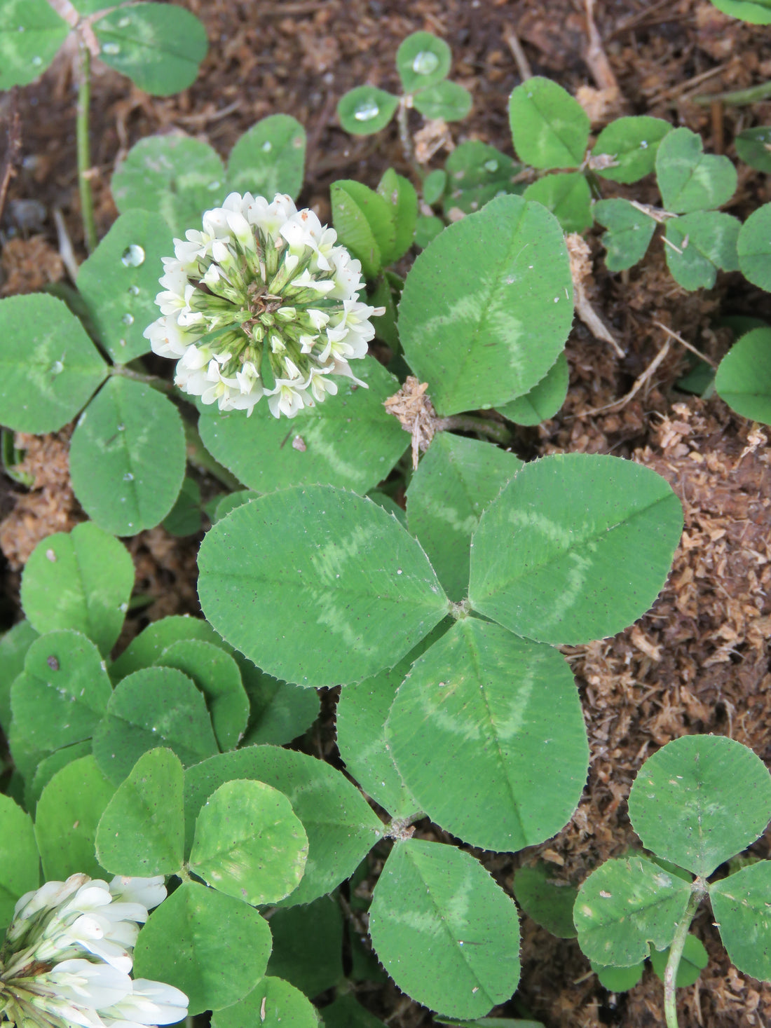 

Green Clover Ground Cover in Garden