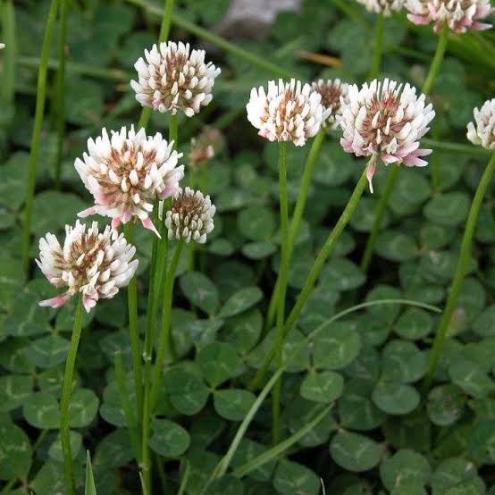 White Clover Flower Seeds with white blooms and green trifoliate leaves
