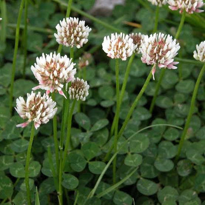 White Clover Flower Seeds with white blooms and green trifoliate leaves