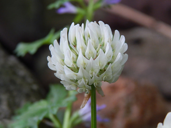 White Trifolium Repens Clover Seeds for Planting with Green Clover Foliage and White Flowers