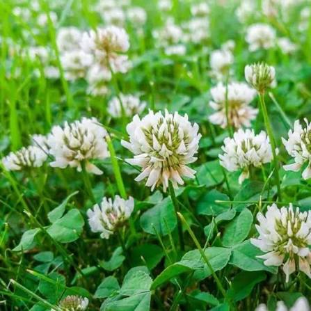 White Clover Flower Seeds with white blooms and green trifoliate leaves