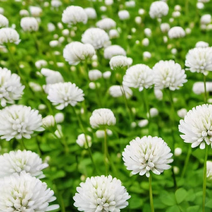 White Clover Flower Seeds with white blooms and green trifoliate leaves