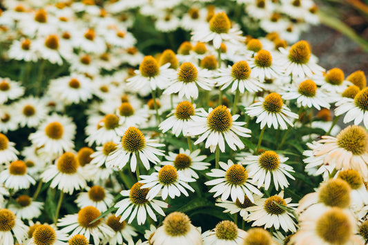 White Coneflower Flower Seeds for Planting – Heirloom Non-GMO Garden Seeds