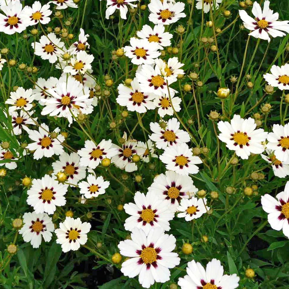 White Coreopsis Growing in Sunny Flower Border