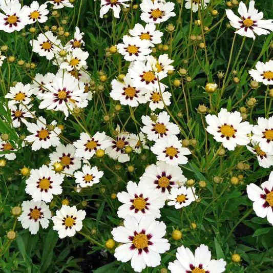 White Coreopsis Growing in Sunny Flower Border