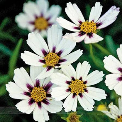 White Coreopsis Growing in Sunny Flower Border