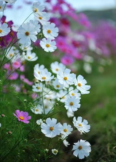 White Cosmos flowers blooming in a sunny cottage garden