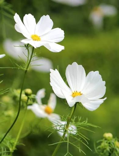 White Cosmos flowers blooming in a sunny cottage garden