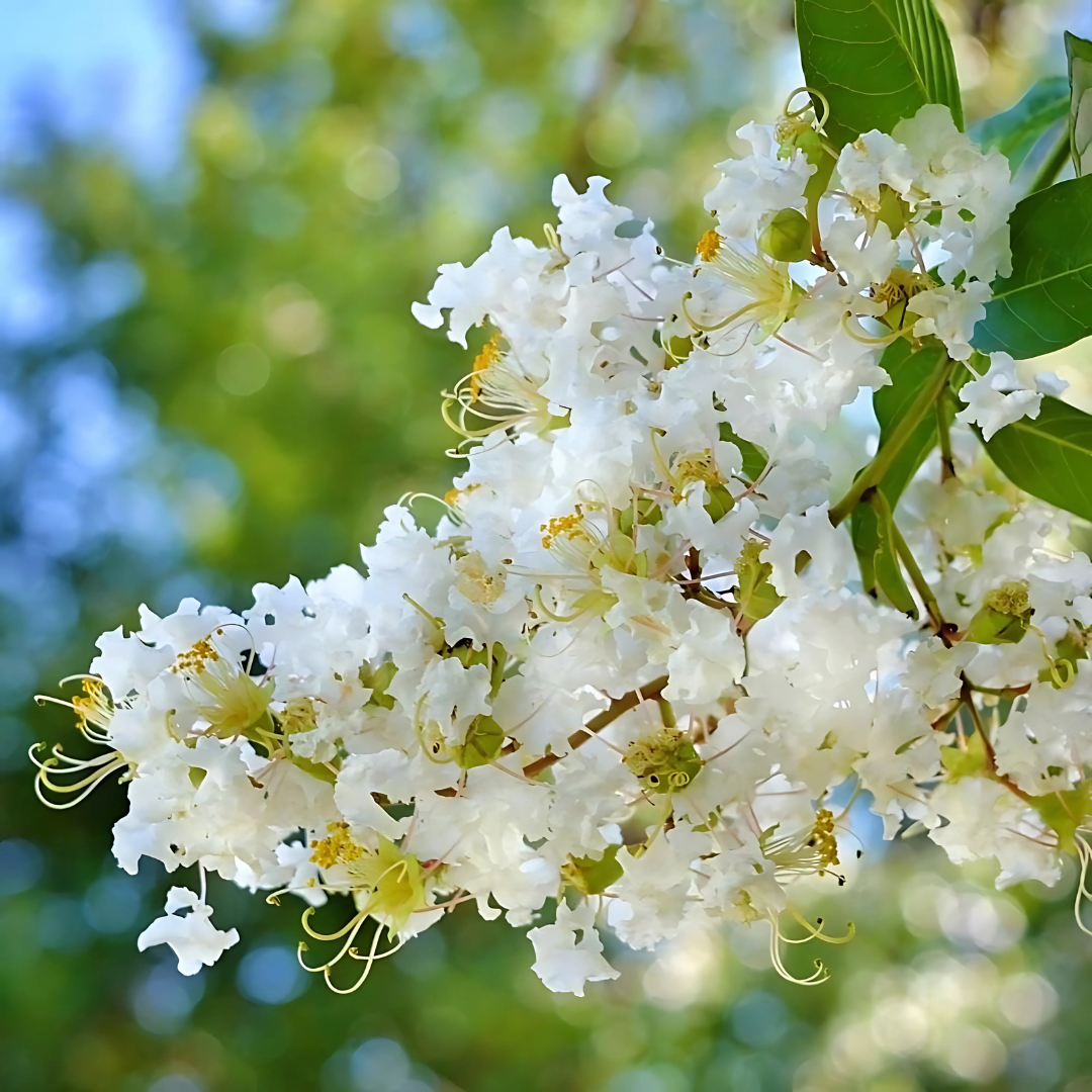 White Crepe flower seeds