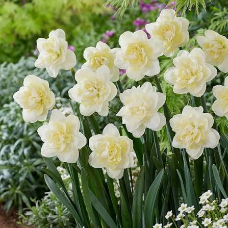 White Daffodil Flowers Blooming in Spring Garden