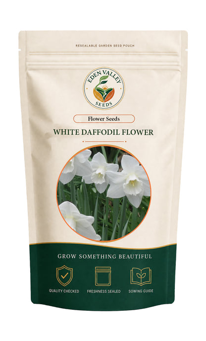 White Daffodil flowers blooming in a garden