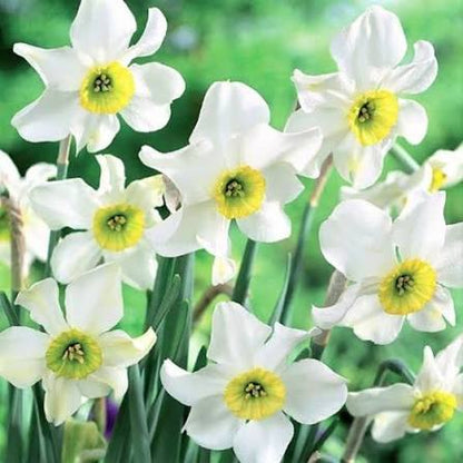 White Daffodil Flowers Blooming in Spring Garden