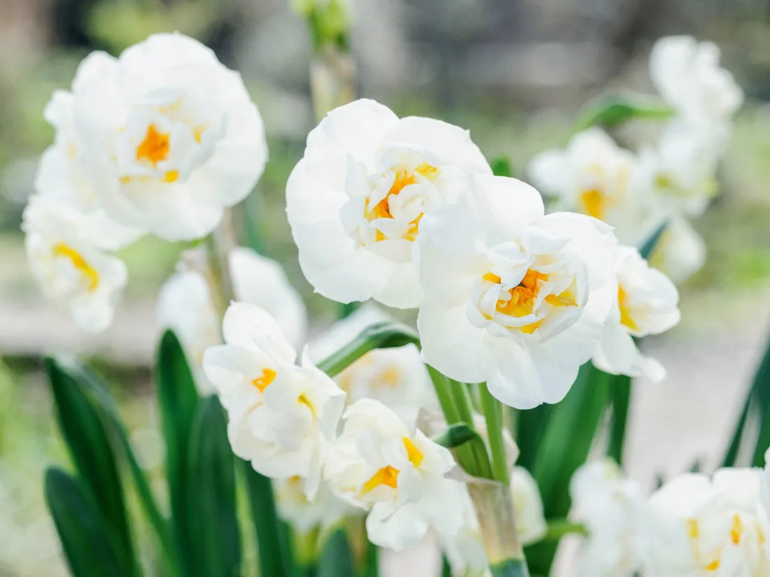 White Daffodil Flowers Blooming in Spring Garden