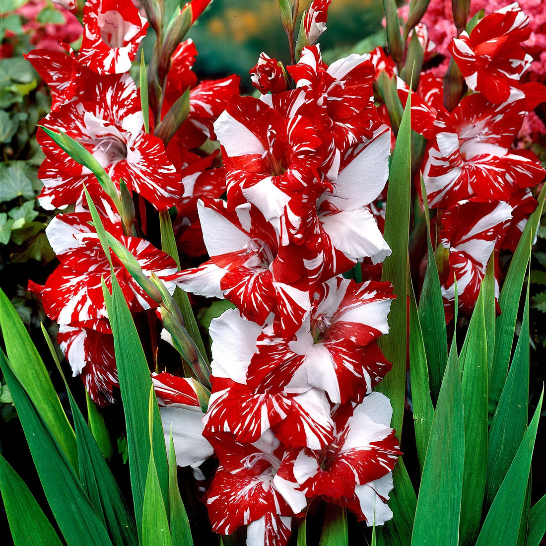 White Dark flower seeds