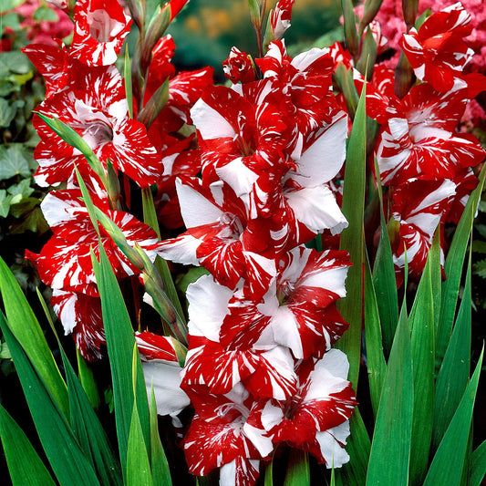 White Dark flower seeds
