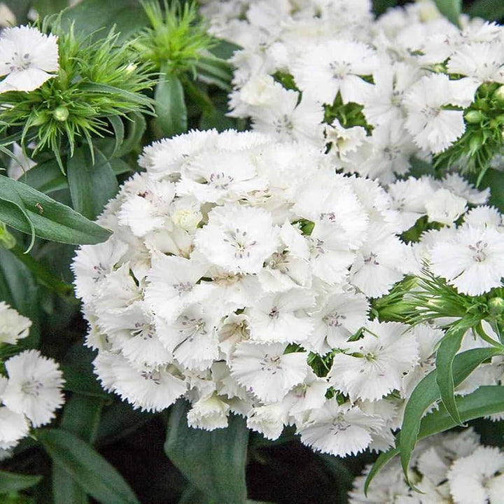 White Dianthus flower seeds