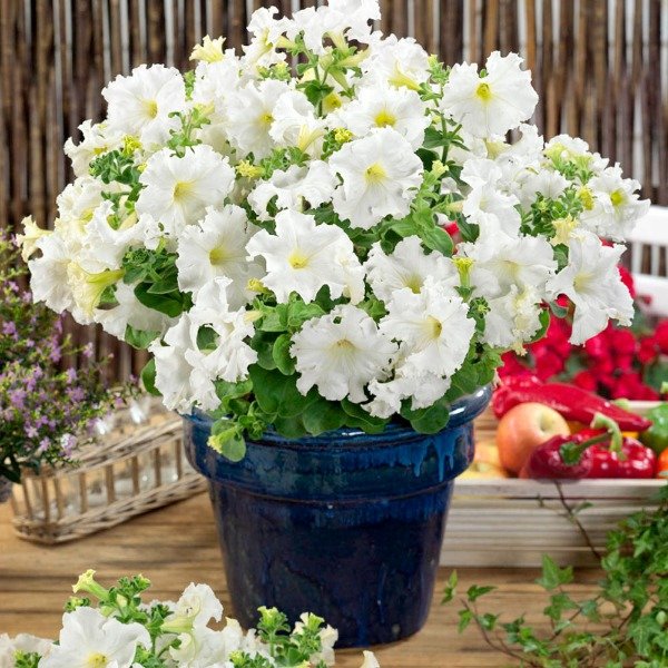 White Double flower seeds