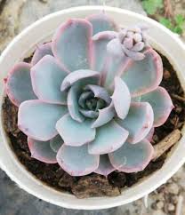 Echeveria Cante Succulent in Rock Garden Display