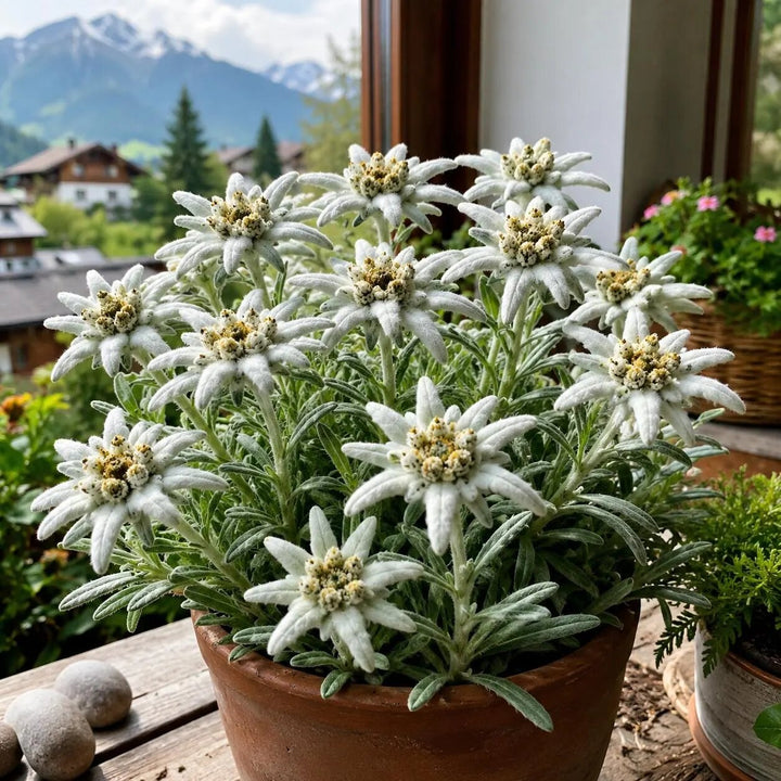 White Edelweiss Ground Flower Seeds with white alpine flowers and silvery foliage