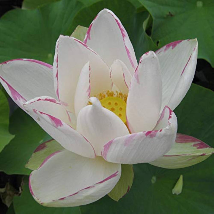 Empress Lotus flower with white petals and colorful markings