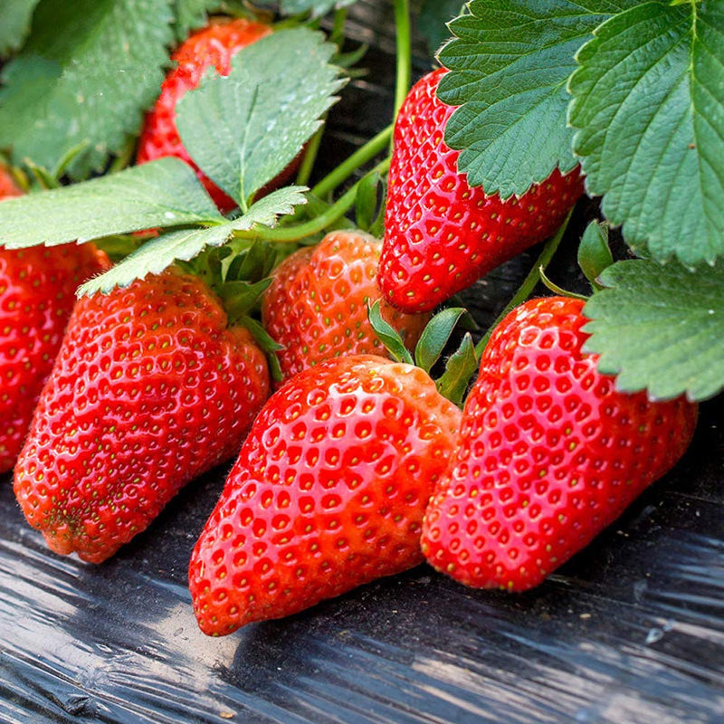 Giant Strawberry Fruit Seeds for Planting – Heirloom Non-GMO Garden Seeds