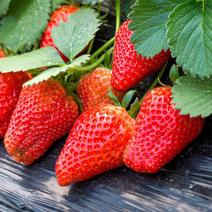 Giant Strawberry Fruit Seeds for Planting – Heirloom Non-GMO Garden Seeds