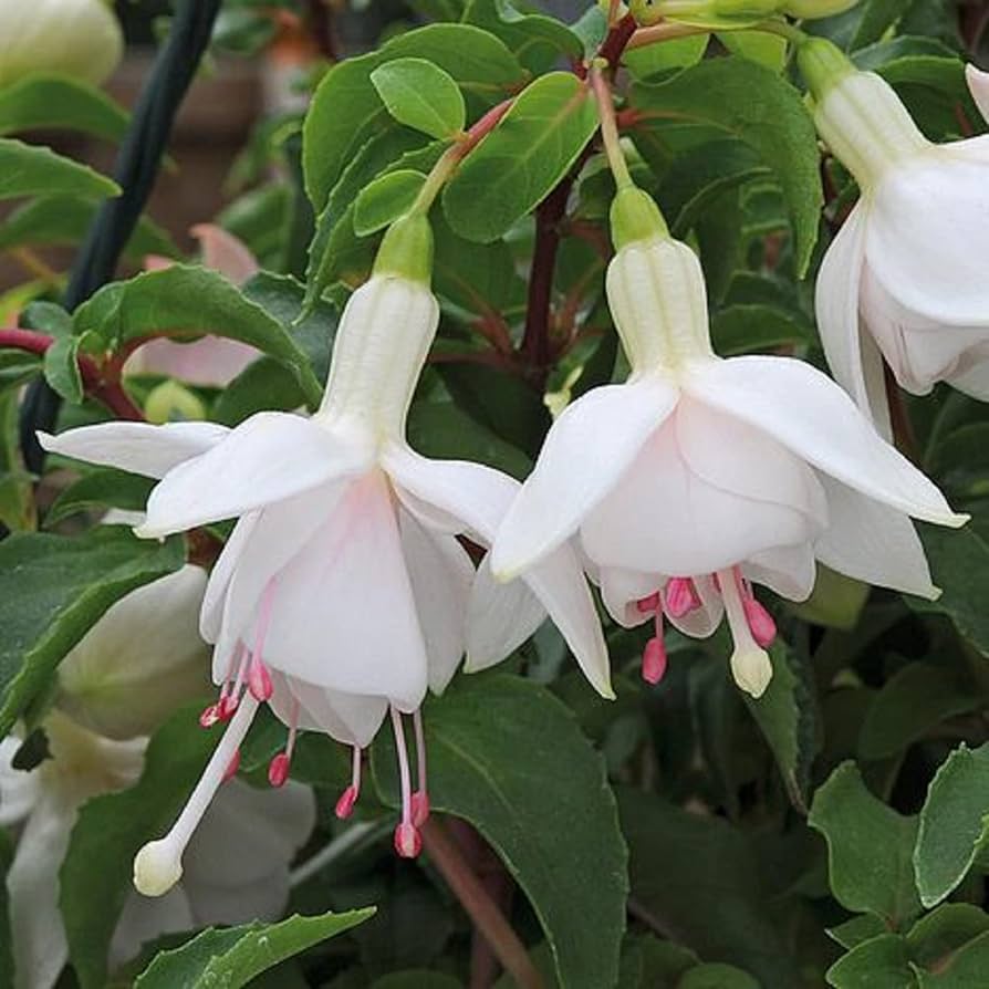 White Fuchsia flower seeds
