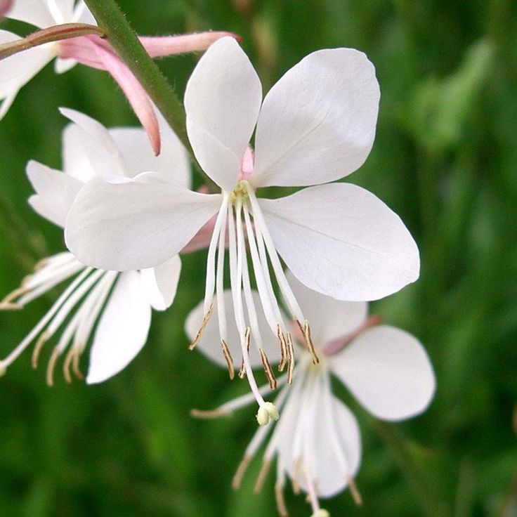 White Gaura flower seeds