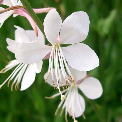 White Gaura flower seeds