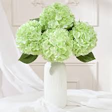 White Green Hydrangea Flower Seeds