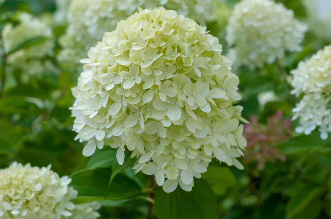 White Green Hydrangea Flower Seeds