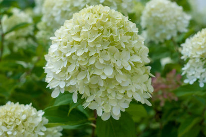 White Green Hydrangea Flower Seeds