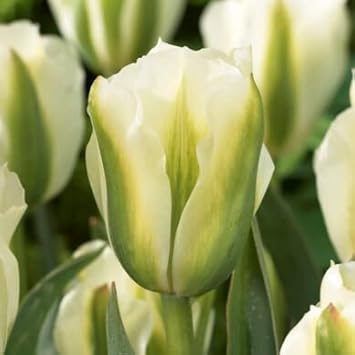 White Green flower seeds